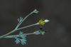 image of Eschscholzia minutiflora