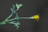 image of Eschscholzia minutiflora
