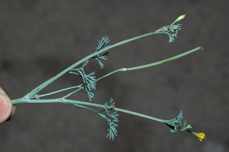 Papaveraceae Eschscholzia minutiflora
