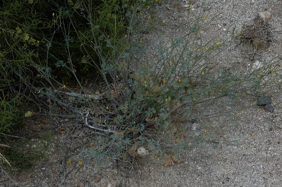Papaveraceae Eschscholzia minutiflora