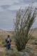 image of Fouquieria splendens
