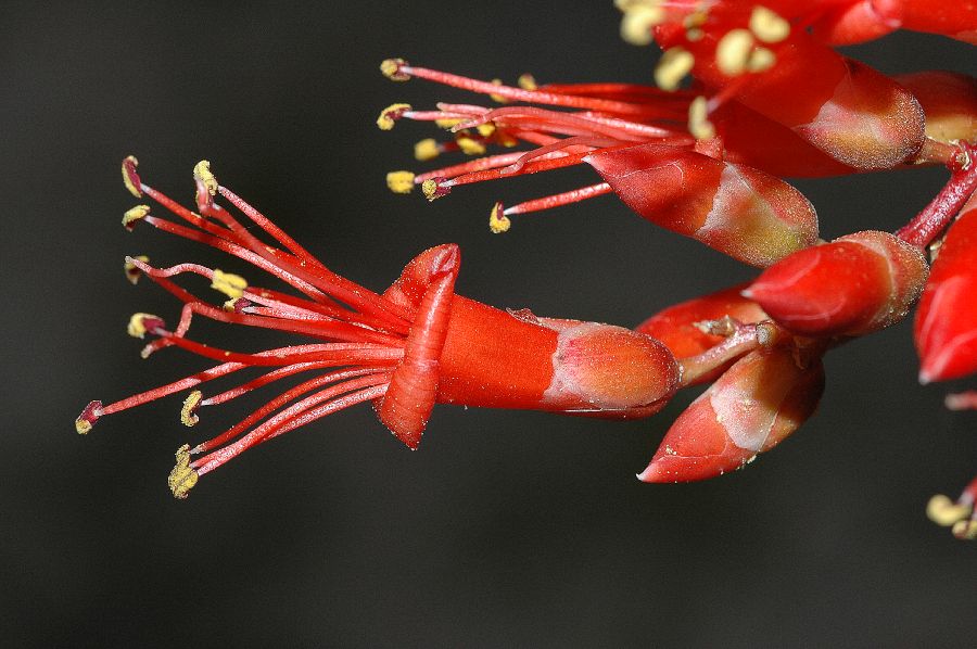 Fouquieriaceae Fouquieria splendens