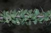 image of Fouquieria splendens