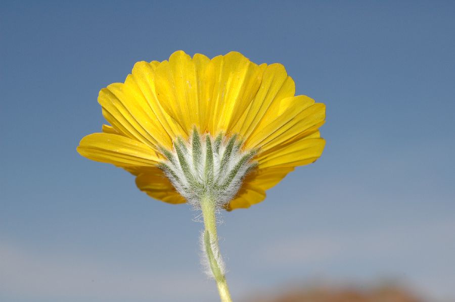 Asteraceae Geraea canescens