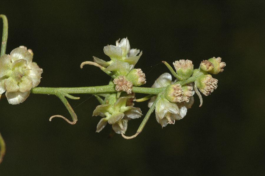 Asteraceae Hymenoclea salsola