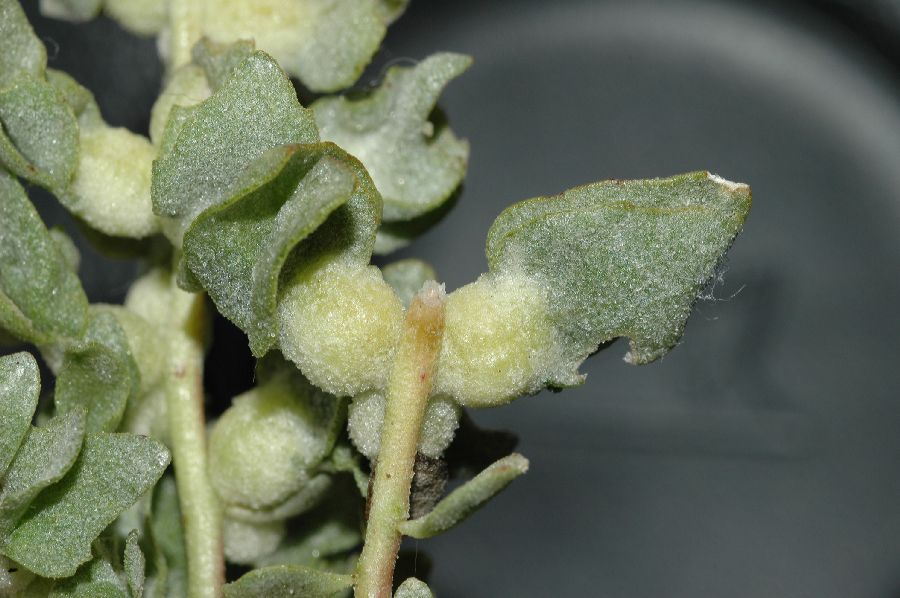 Amaranthaceae Atriplex spinifera