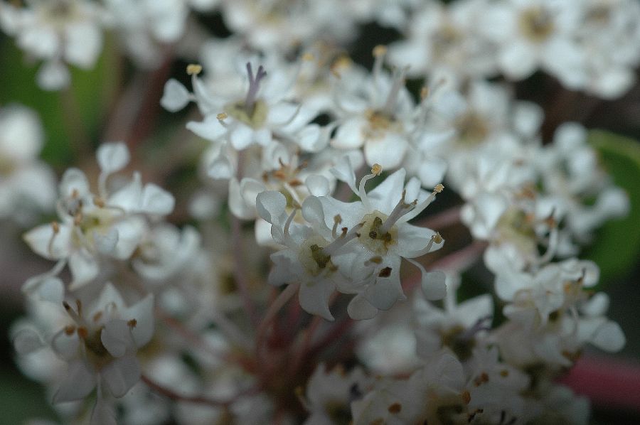 Rhamnaceae Ceanothus cuneatus