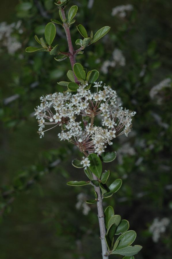 Rhamnaceae Ceanothus cuneatus