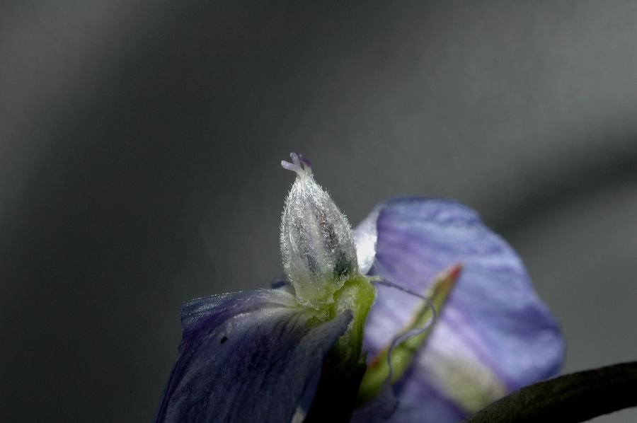 Ranunculaceae Delphinium parishii