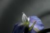 image of Delphinium parishii