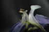 image of Delphinium parishii