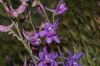 image of Delphinium parishii