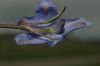 image of Delphinium parishii