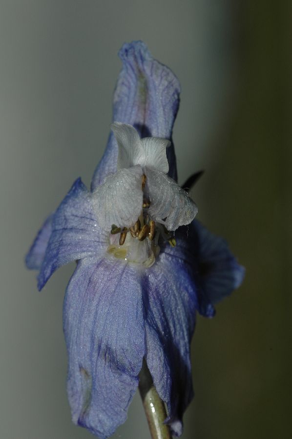 Ranunculaceae Delphinium parishii