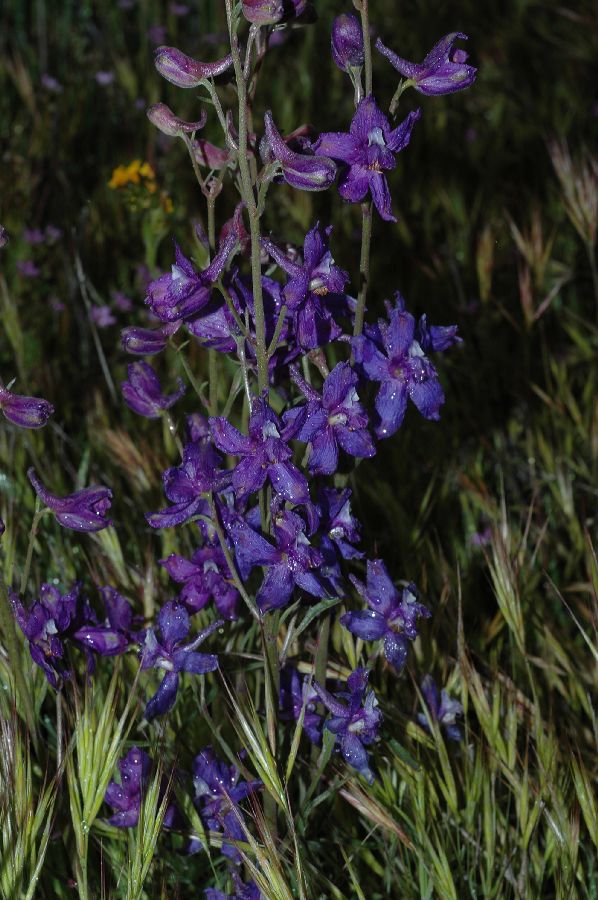 Ranunculaceae Delphinium parishii