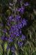 image of Delphinium parishii