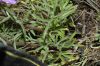 image of Delphinium parishii