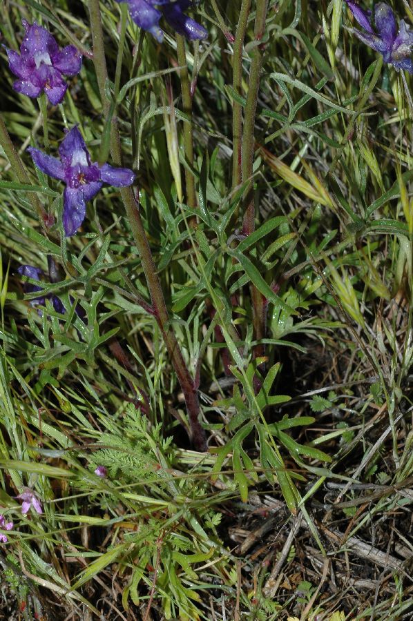 Ranunculaceae Delphinium parishii
