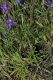 image of Delphinium parishii
