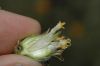 image of Encelia frutescens