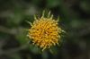 image of Encelia frutescens