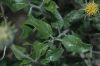 image of Encelia frutescens