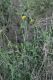 image of Encelia frutescens