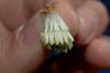 image of Ericameria linearifolia