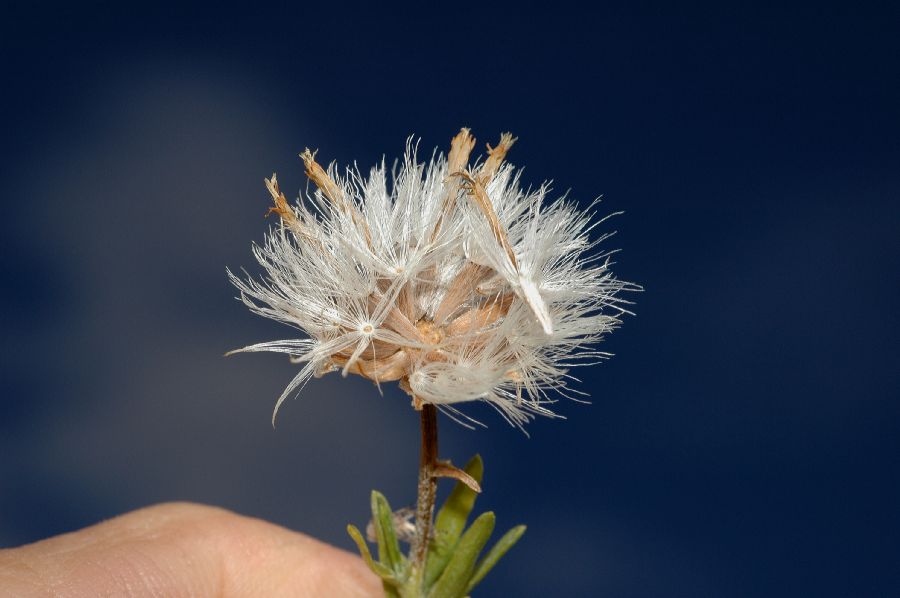 Asteraceae Ericameria linearifolia