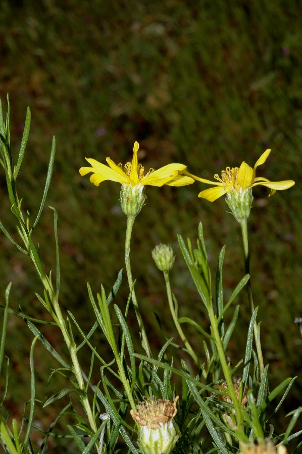 Asteraceae Ericameria linearifolia
