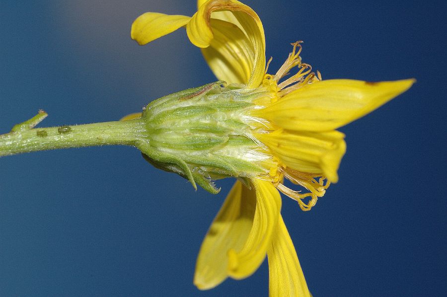 Asteraceae Ericameria linearifolia