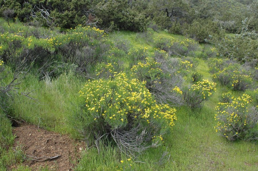 Asteraceae Ericameria linearifolia