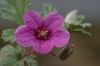 image of Erodium texanum
