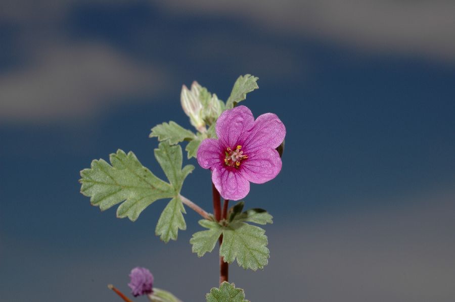 Geraniaceae Erodium texanum