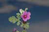 image of Erodium texanum