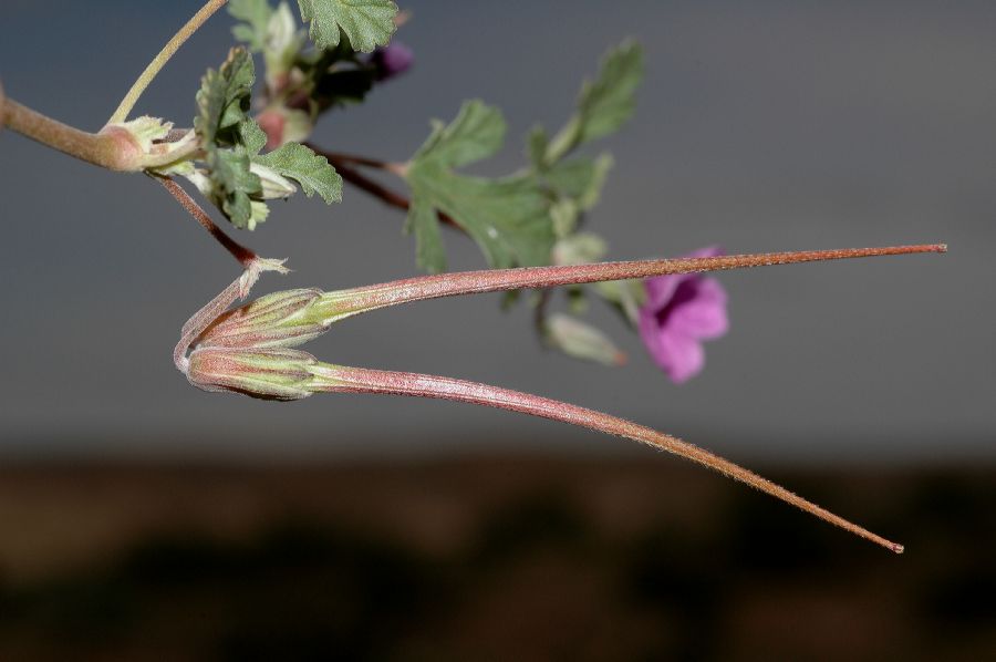 Geraniaceae Erodium texanum
