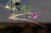 image of Erodium texanum