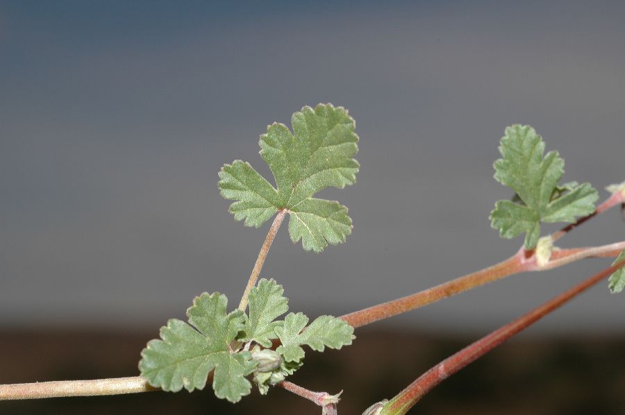 Geraniaceae Erodium texanum