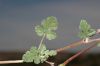 image of Erodium texanum