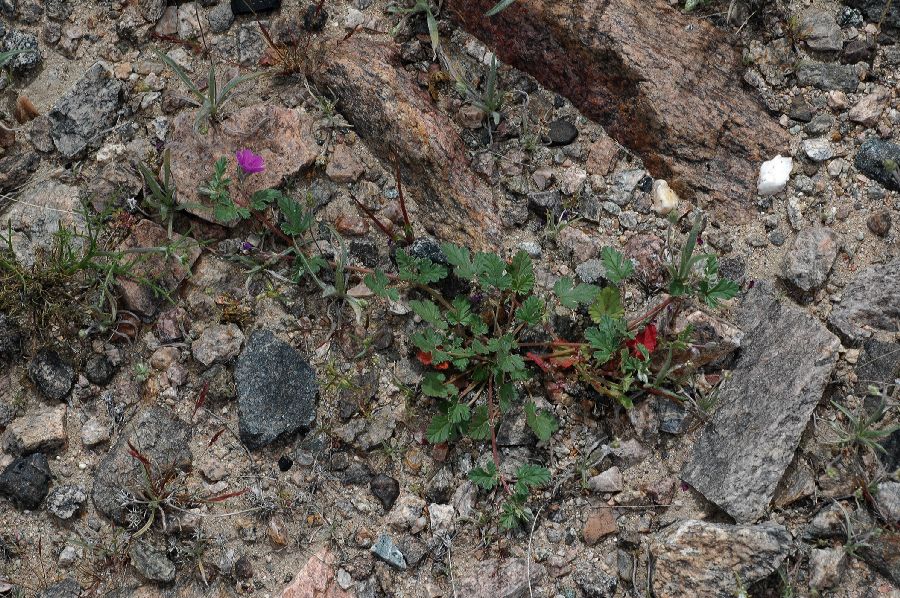 Geraniaceae Erodium texanum