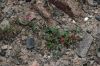 image of Erodium texanum