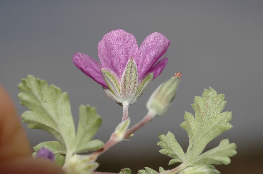 Geraniaceae Erodium texanum