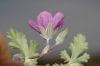 image of Erodium texanum