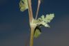 image of Erodium texanum