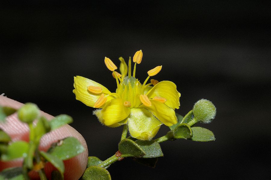 Zygophyllaceae Larrea tridentata