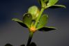 image of Larrea tridentata