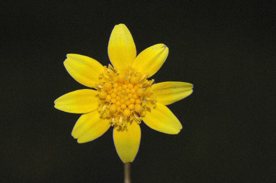 Asteraceae Lasthenia fremontii