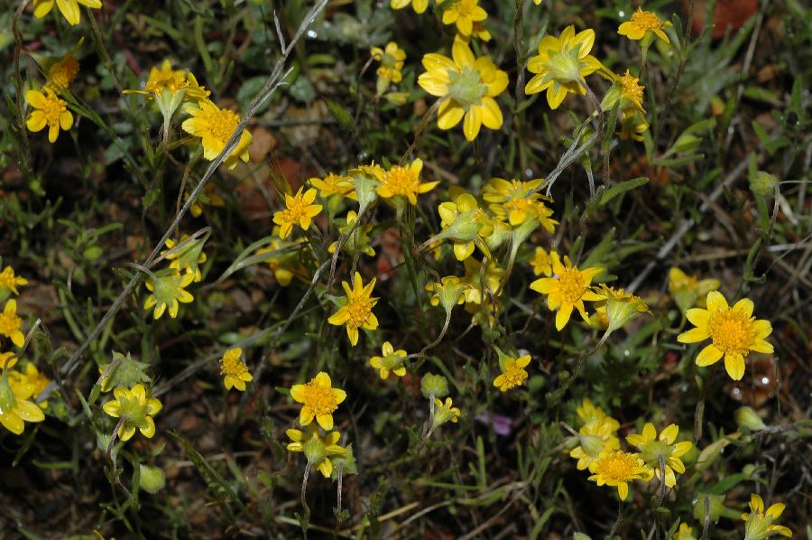 Asteraceae Lasthenia fremontii