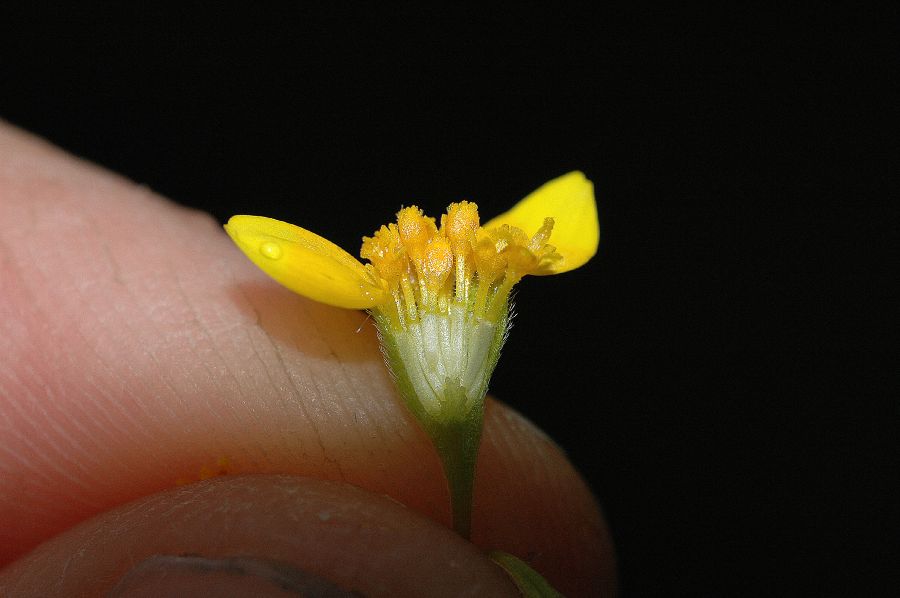 Asteraceae Lasthenia fremontii