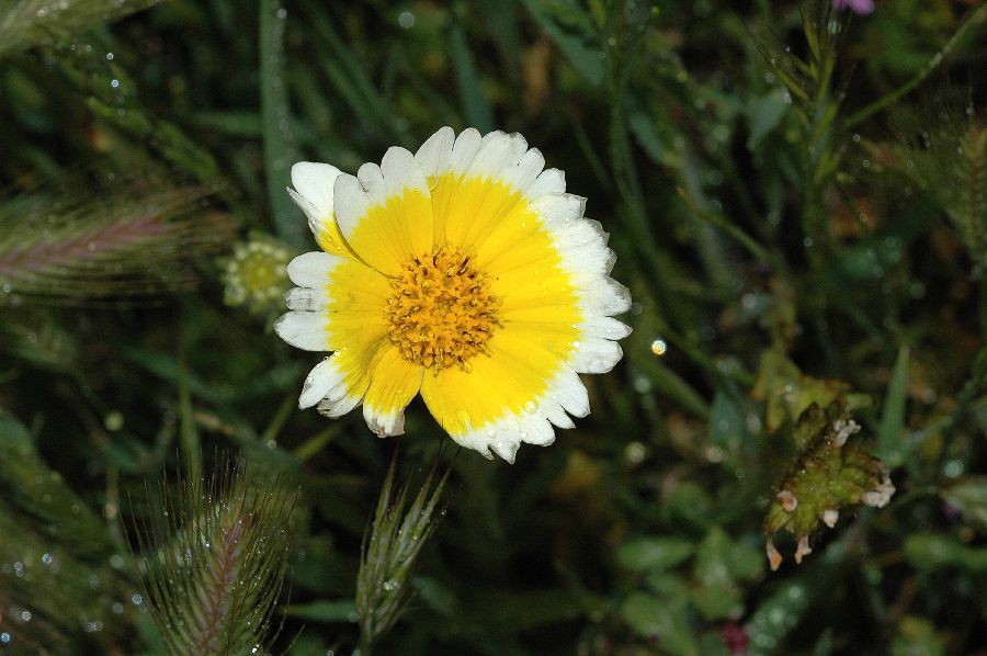 Asteraceae Layia platyglossa